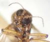 Bezzia sp.